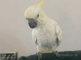 Stunning Tame Talking Yellow Crested Cockatoo Parrot with Certificates