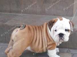 Gorgeous FCI Registered English Bulldog Puppy from Championship Bloodline