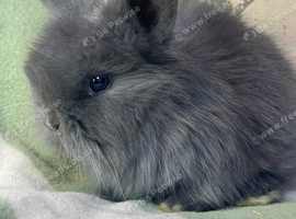 Super cute, friendly fluff balls!