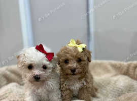 4 beautiful Cavapoochon puppies