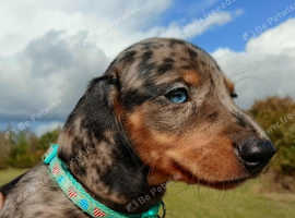 Stunning silver dapple miniature dachshunds