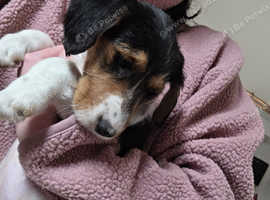 Fox terrier x spaniel