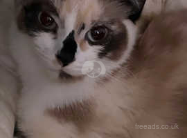 Blue eyed Snowshoe Female calico kitten