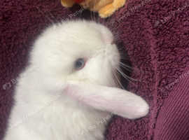 Mini lop male baby