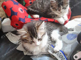 3 female kittens