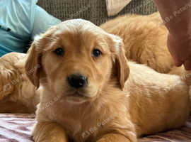 Fox red Health tested KC registered Golden Retriever Puppies