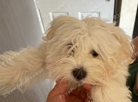Sweet dog