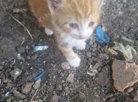 5 x Kittens Available
