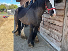 14.2hh chunky cob mare family alrounder