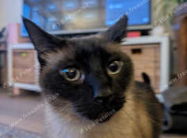 Lovely Balinese male needing a nice and calm home