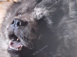 Large chow chow hot sale puppies for sale