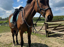 Beautiful 17hh mare looking for dressage team chase home
