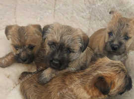 Cairn Terrier Puppies