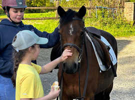 Stunning bay mare