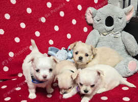 4 Handsome (KC) Chihuahua boys (5 weeks old)