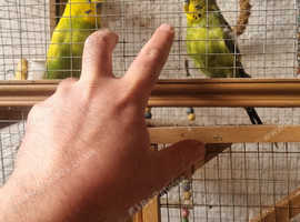 Budgies for adoptions