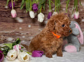 Tiny toy poodles