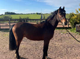 Welsh section C gelding.