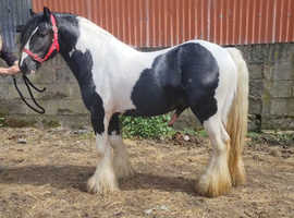 Top Quality 2 year old colt