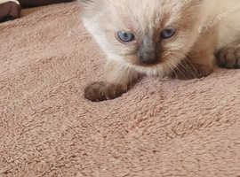 Kittens