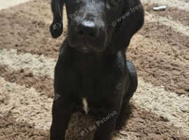 Ronnie the Borador