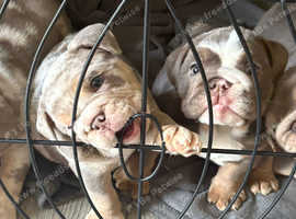 English bulldog puppies