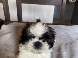 2 Lovely Male Shih Tzu Puppy's in Rugby on Freeads Classifieds - Shih ...