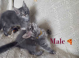 Beautiful pedigree Maine coon kittens
