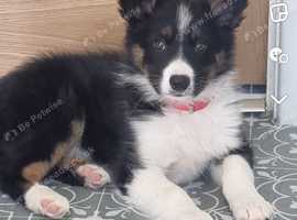 Border collie up for stud