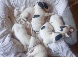 Springer spaniel xstaffys