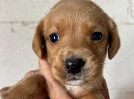 2 girls left Beautiful springador puppies ready now