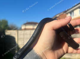Beautiful Female Mexcian Black Kingsnake