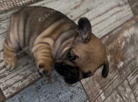 French bulldog bitch
