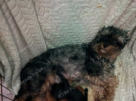 3 F1B cavapoos