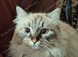 Purebred and Hypoallergenic Siberian Female