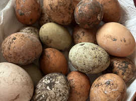Free range and organic eggs for sale