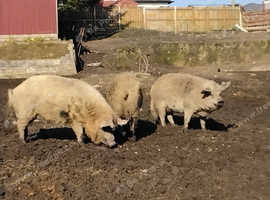 Adult pet mangalitza pigs