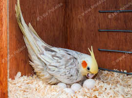 Australian Parakeets for Pleasure and Profit