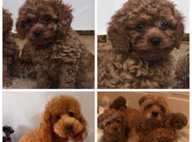 Extensively DNA  BVA heart & eyes tested clear cavapoo puppies