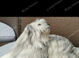 Mioritic shepherd dog.
