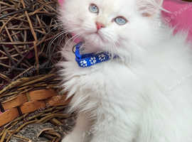 British longhair golden point TICA