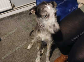 Male grey x lurcher