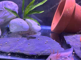 Axolotl babys