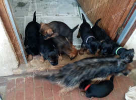 Border terrier girl pups