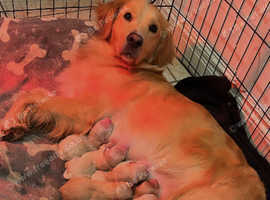 Golden retriever store puppies east midlands