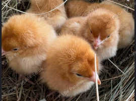 Day-old chicks & 4 week year old available! For sale