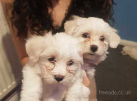 Maltese sales teacup puppies