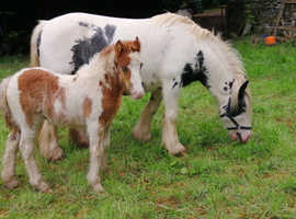 Lovely Blue and white cob mare for sale with stunning foal at foot