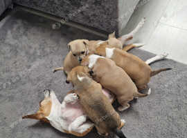 Chihuahua puppies