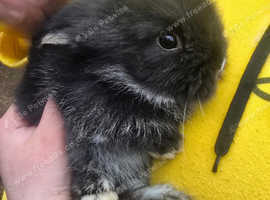 2 Male Lionheads